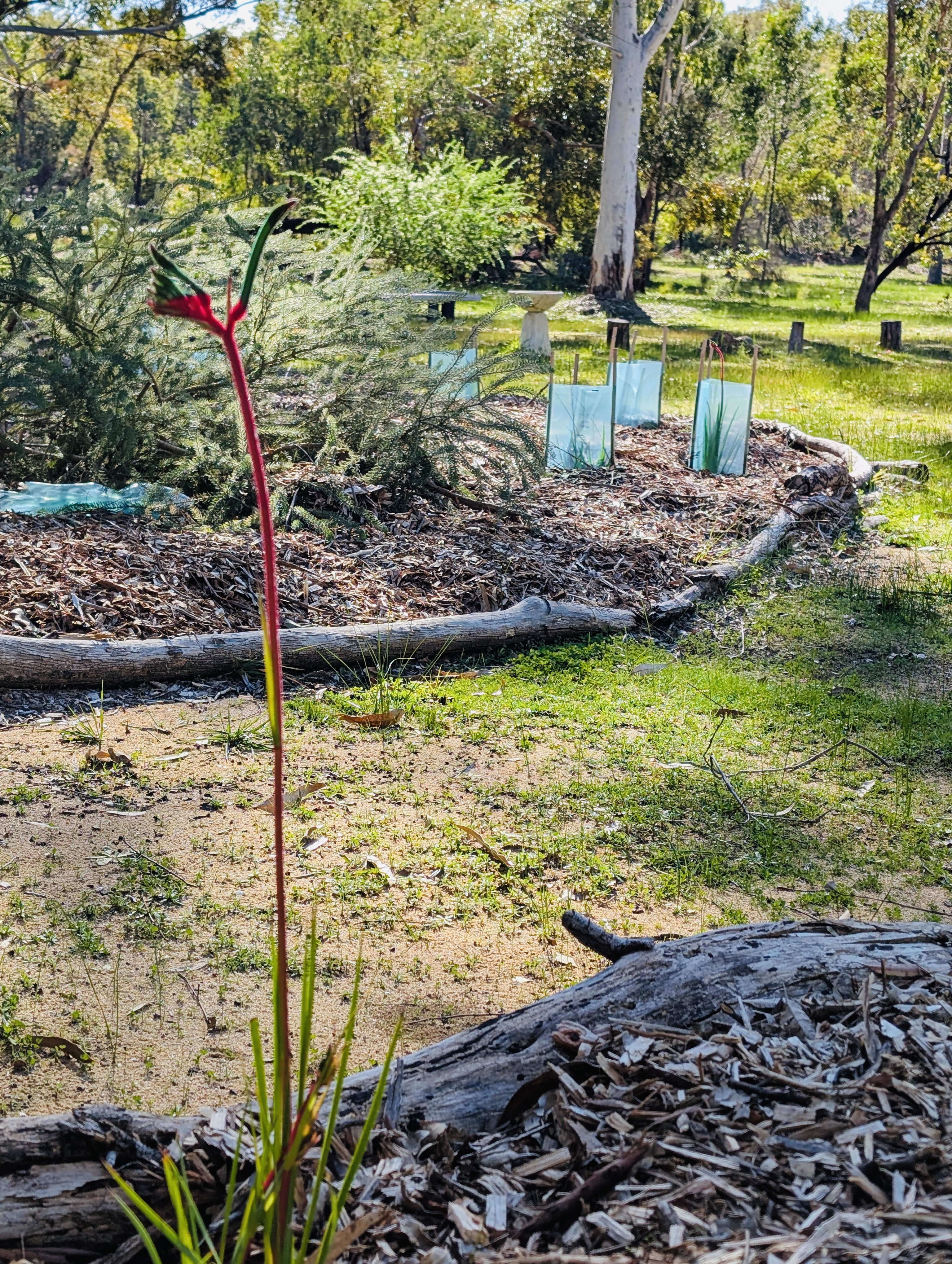 Native garden and grounds at Mt Helena