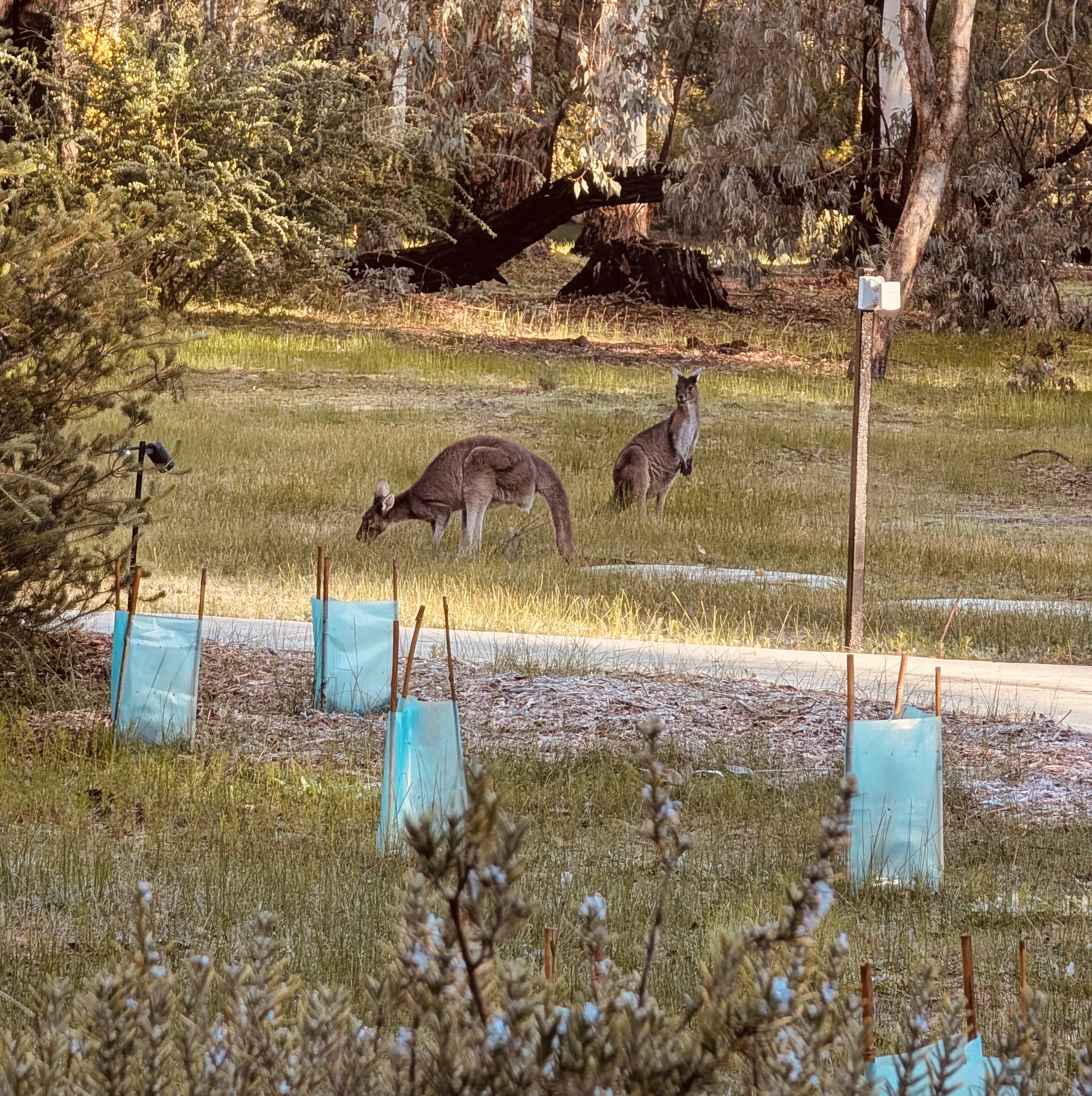Kangaroos grazing on the grounds of Mt Helena Retreat Centre