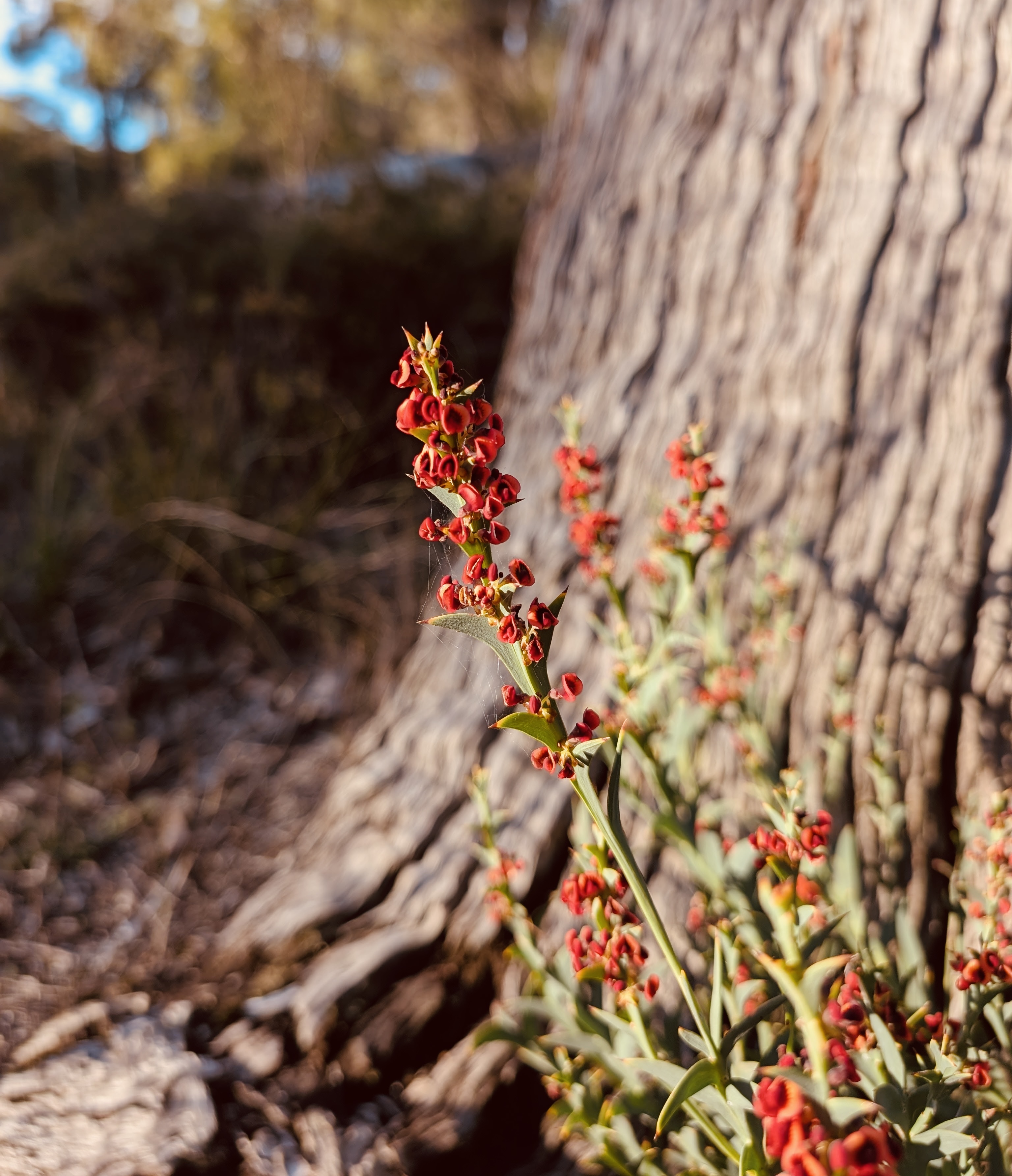 Native wildflowers at Mt Helena